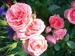 roses ducourt2.jpg